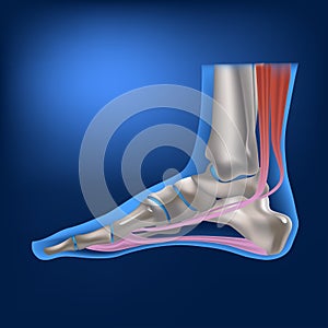 The human foot from the side. Anatomical structure of leg bones and ligaments.